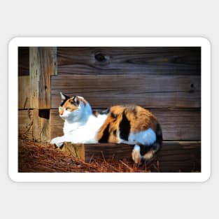 Calico Cat On The Steps Sticker